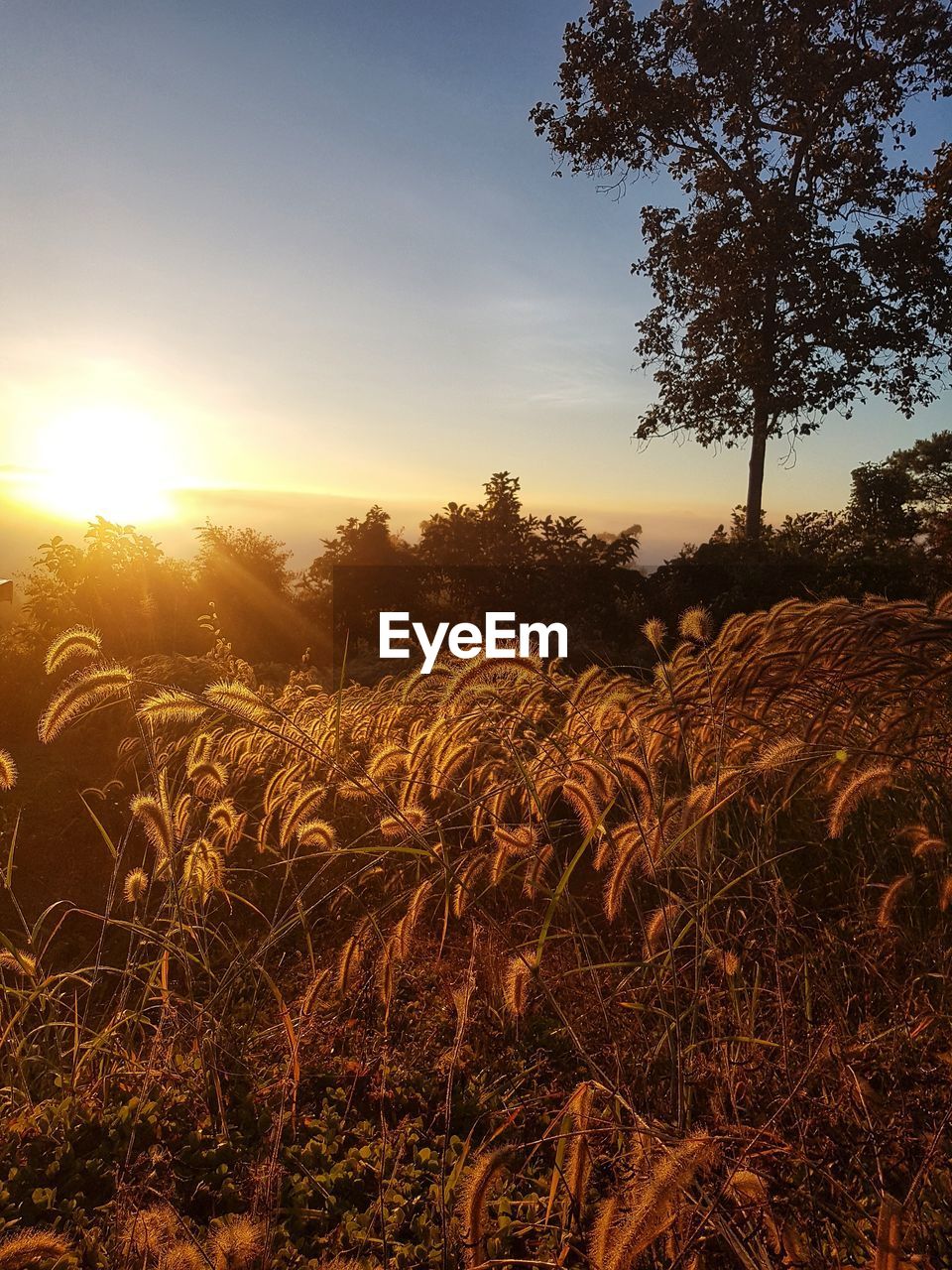 PLANTS ON FIELD AGAINST SKY DURING SUNSET