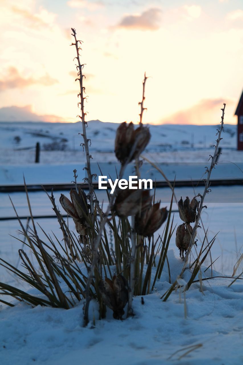 Plants growing on snow covered field against sky at sunset