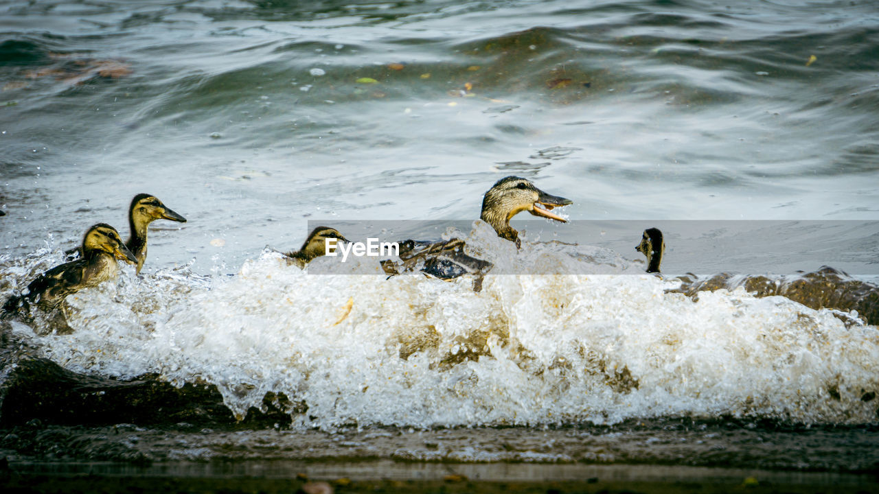 DUCKS IN A LAKE