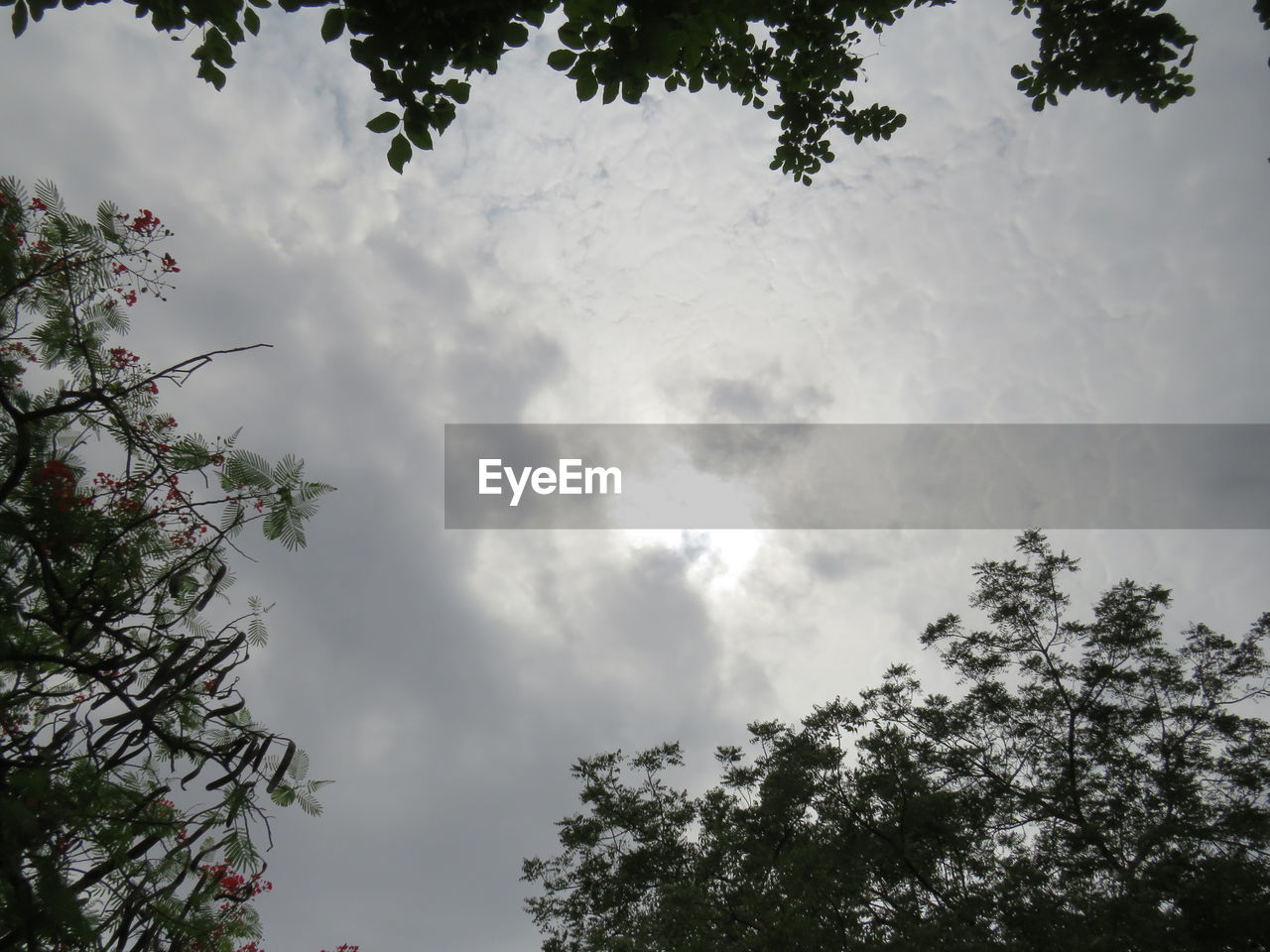 LOW ANGLE VIEW OF TREES AGAINST CLOUDY SKY