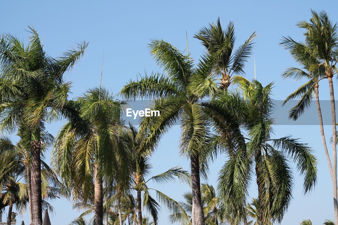 Low angle view of coconut palm trees against clear sky