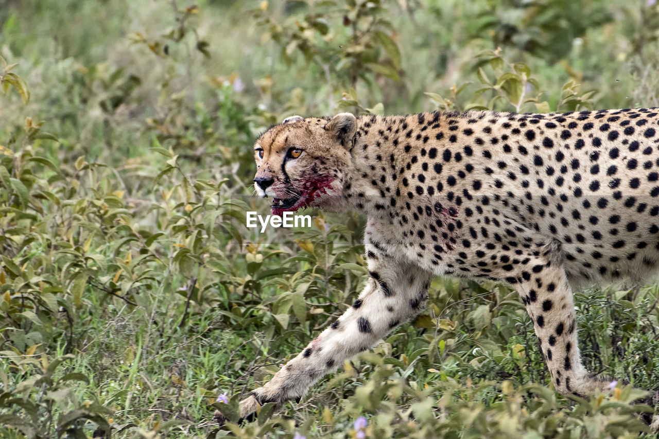 SIDE VIEW OF A CAT IN THE FIELD