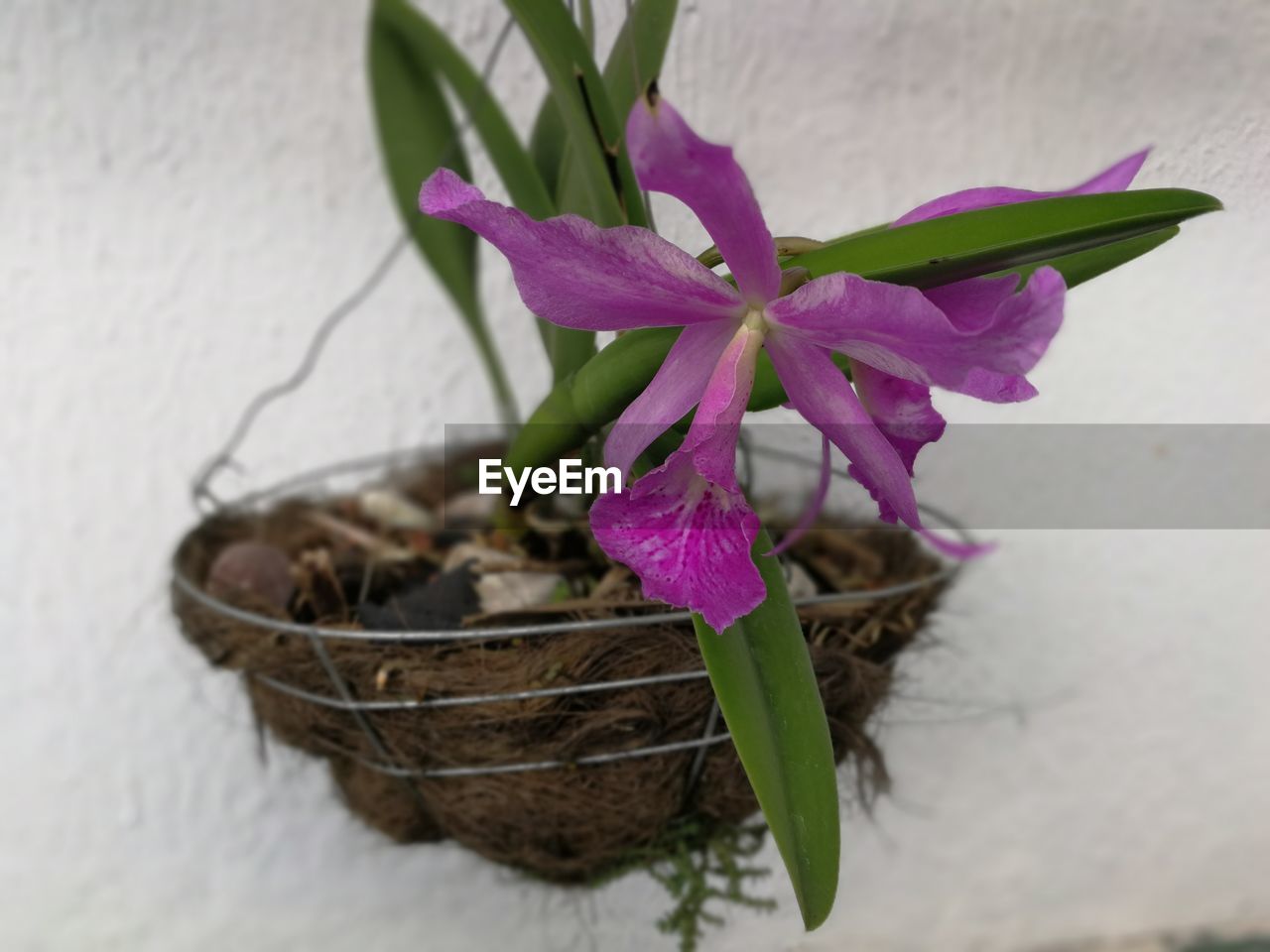 HIGH ANGLE VIEW OF FLOWER IN BASKET