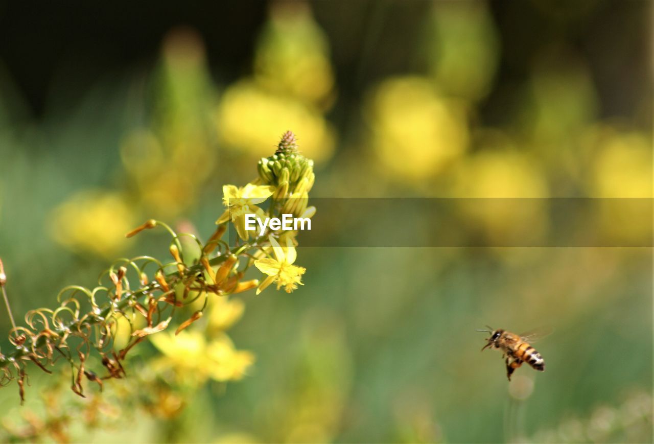 CLOSE-UP OF HONEY BEE POLLINATING ON FLOWER