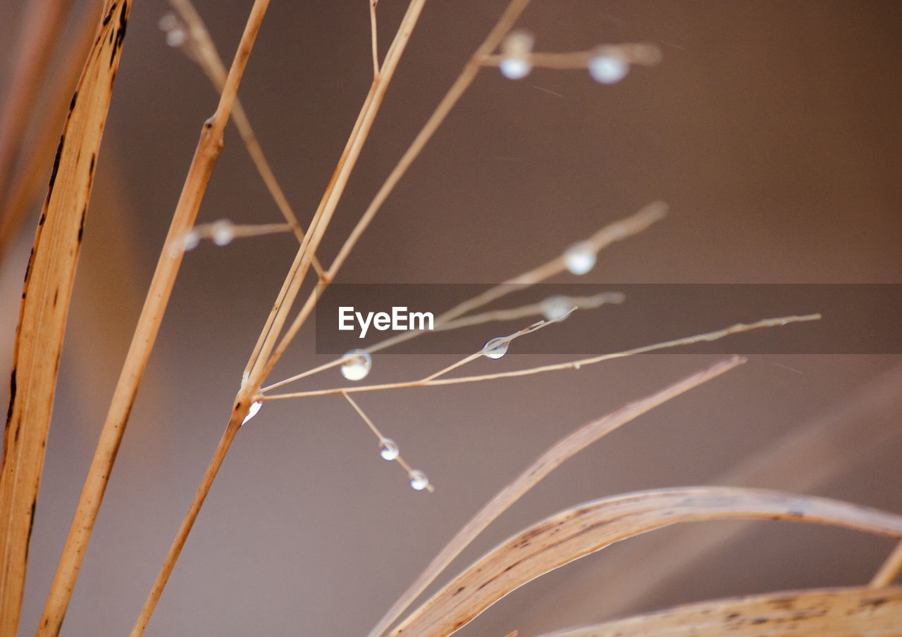 CLOSE-UP OF SPIDER WEB ON PLANT