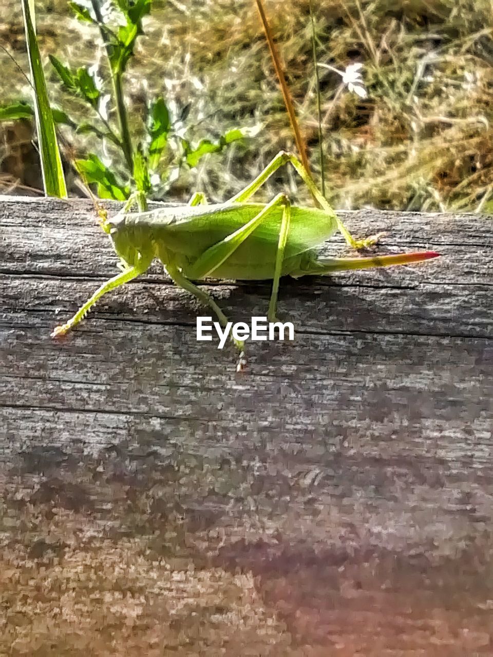 CLOSE-UP OF GRASSHOPPER