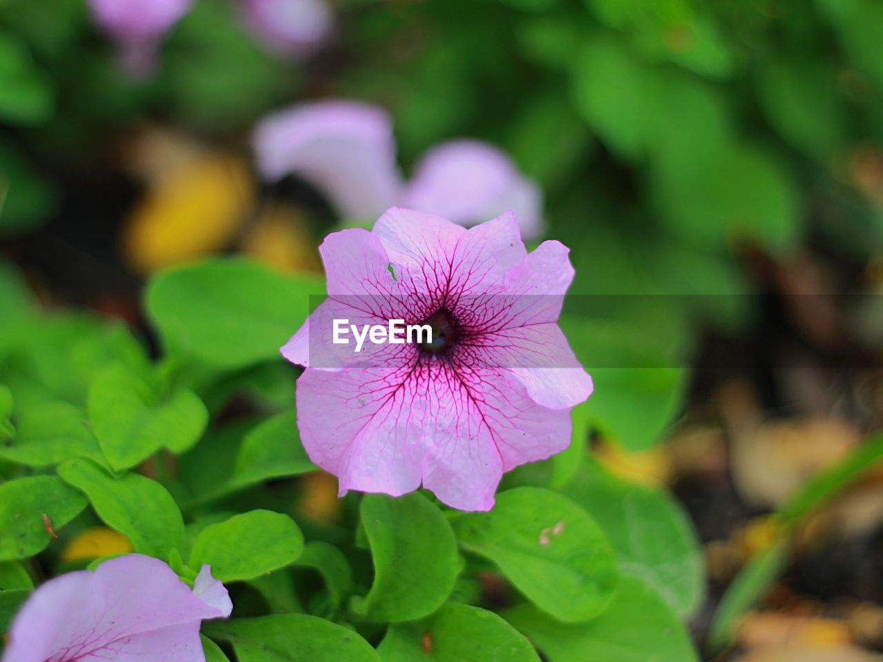 Close-up of flower blooming outdoors