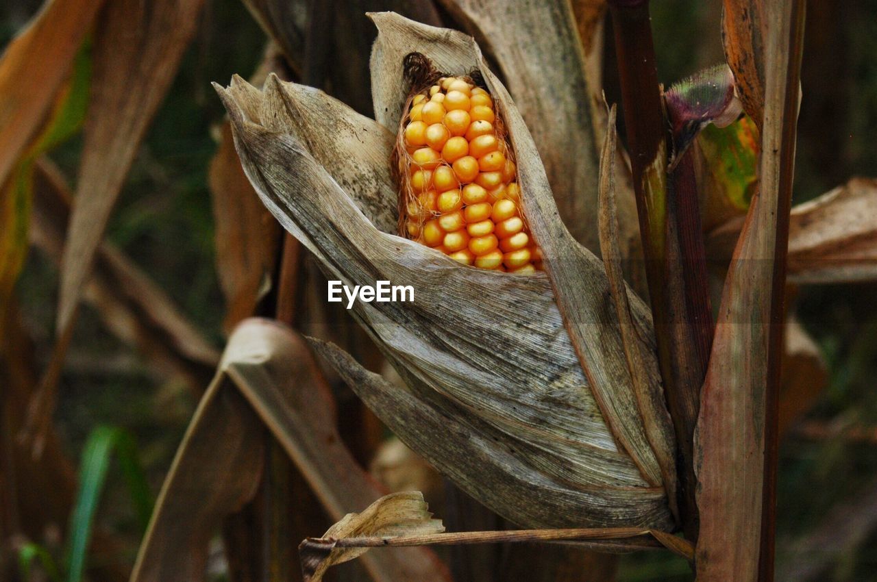Close-up of corn growing outdoors