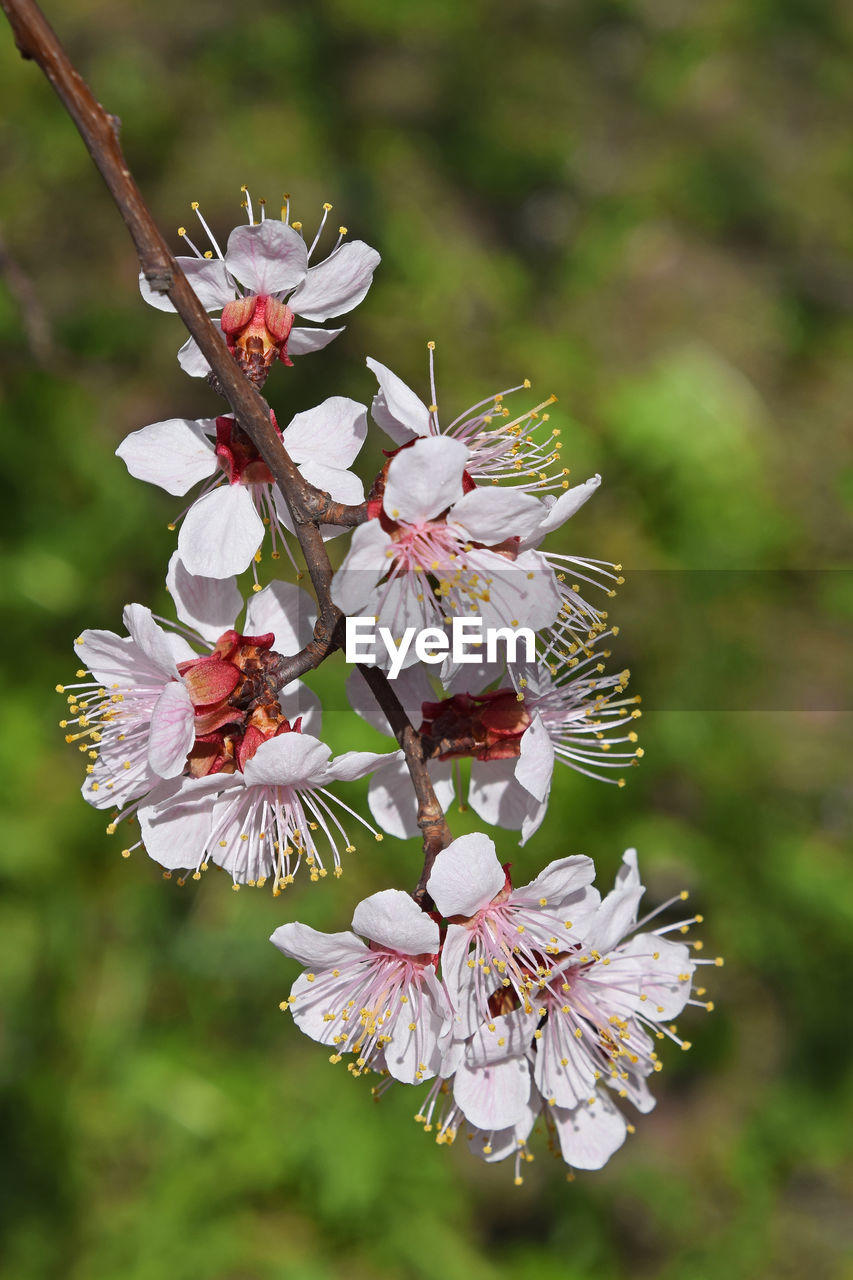 Close-up of white flowers blooming on tree