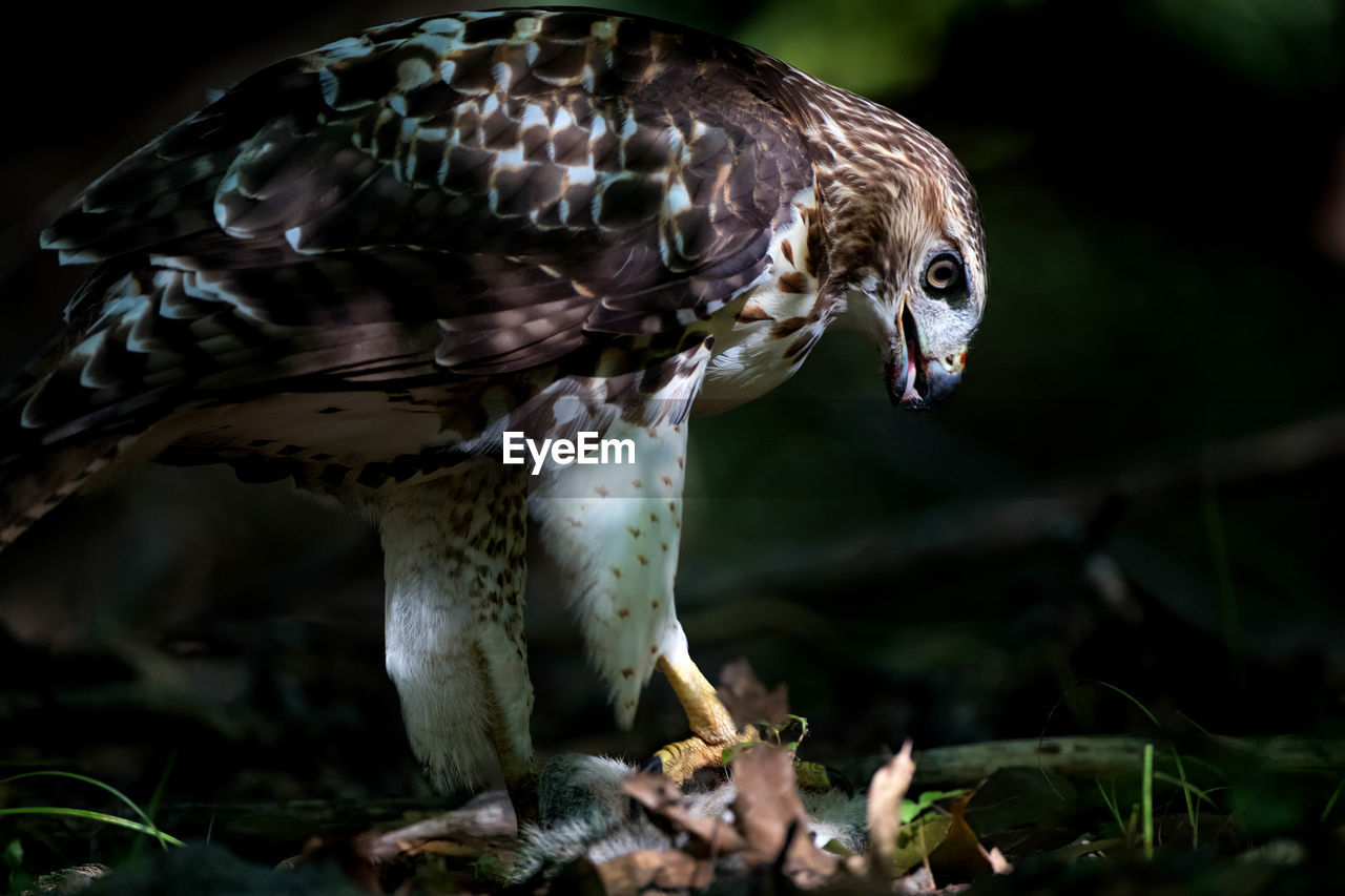 Close-up of hawk with prey