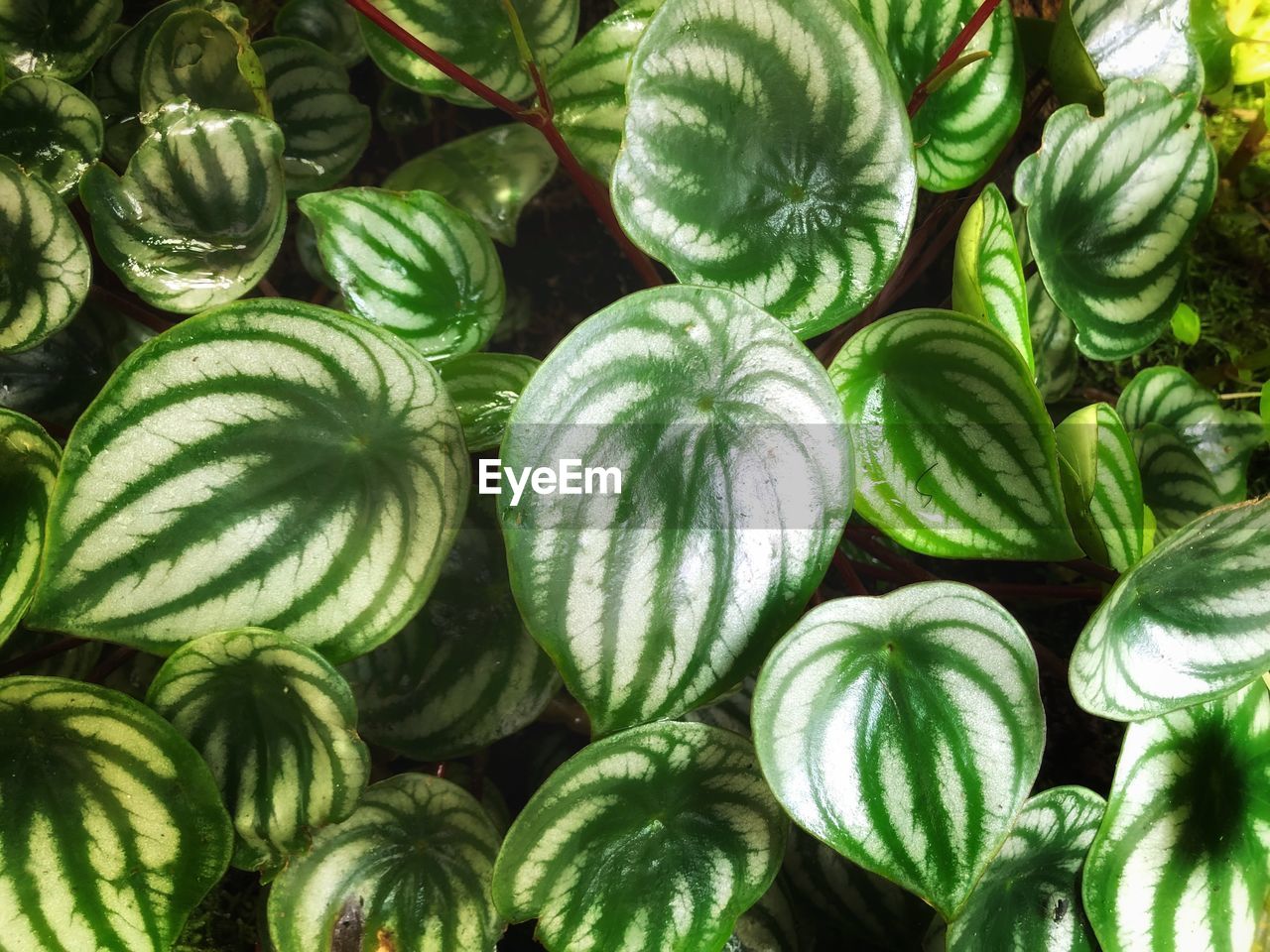FULL FRAME SHOT OF FRESH GREEN PLANTS
