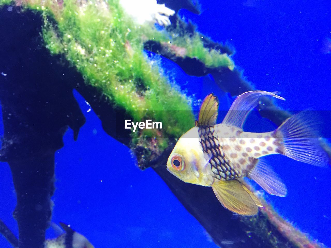 Close-up of fish swimming in water at aquarium