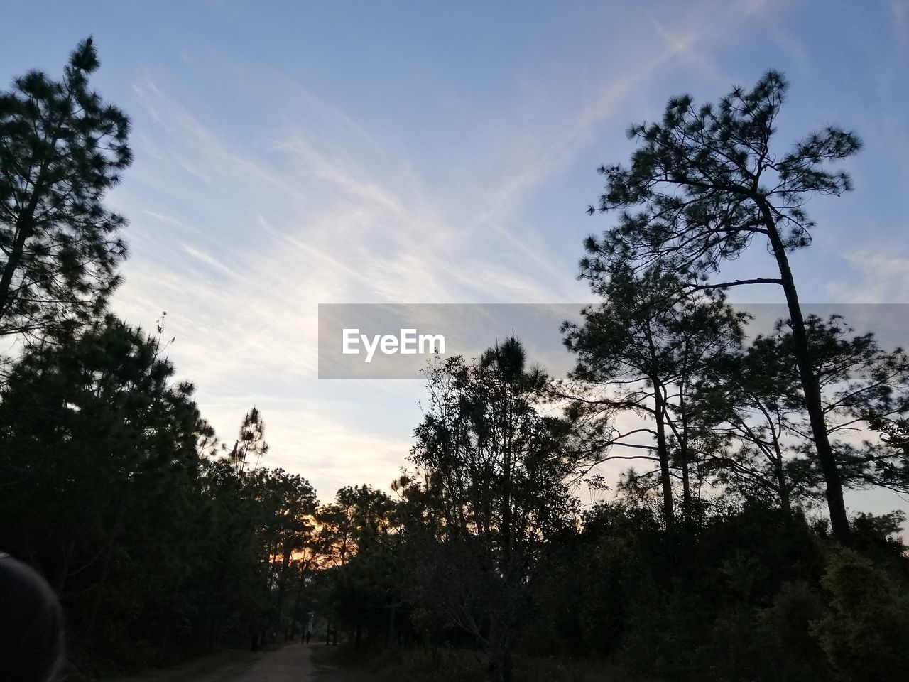 LOW ANGLE VIEW OF SILHOUETTE TREES IN FOREST AGAINST SKY