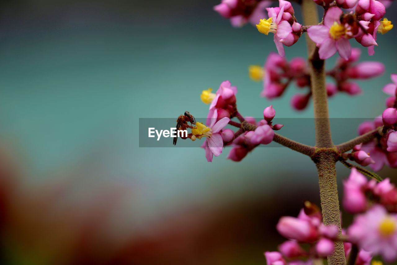 CLOSE-UP OF BEE POLLINATING PINK FLOWER