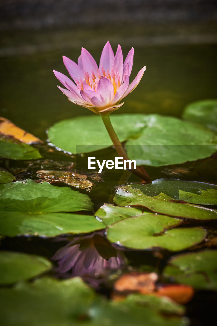 flower, water lily, flowering plant, green, water, plant, freshness, pond, leaf, beauty in nature, plant part, nature, lotus water lily, lily, macro photography, aquatic plant, pink, floating, floating on water, close-up, petal, flower head, inflorescence, environment, fragility, yellow, no people, blossom, growth, springtime, social issues, tranquility, outdoors, reflection, sunlight, environmental conservation, selective focus, wet, botany, purple, drop, sea