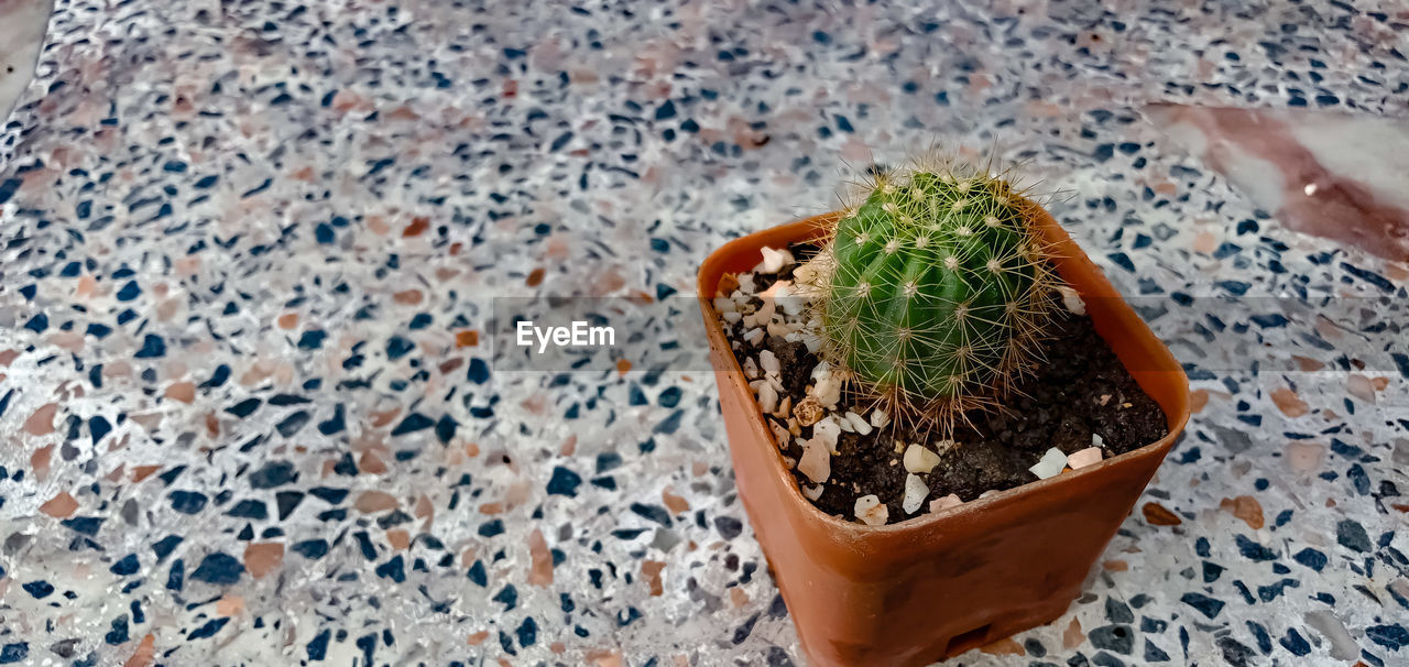 High angle view of succulent plant on table