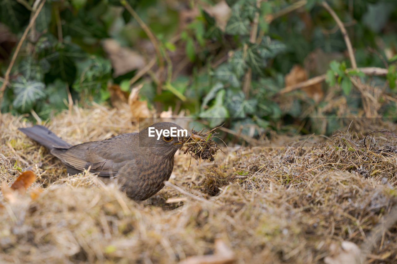 close-up of bird perching on plant