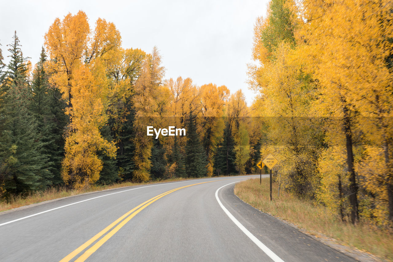 ROAD AMIDST TREES AND AUTUMN LEAVES