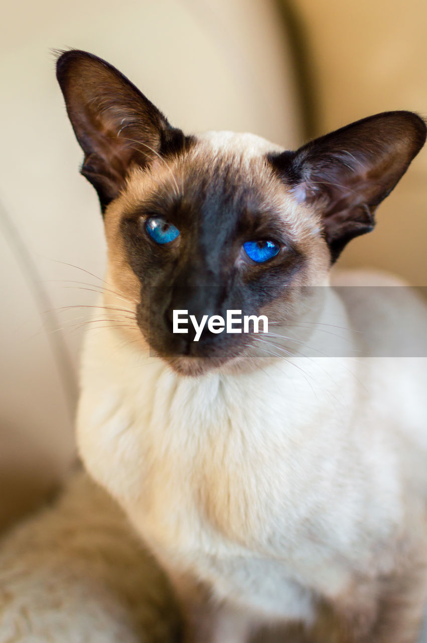 Portrait of siamese cat at home