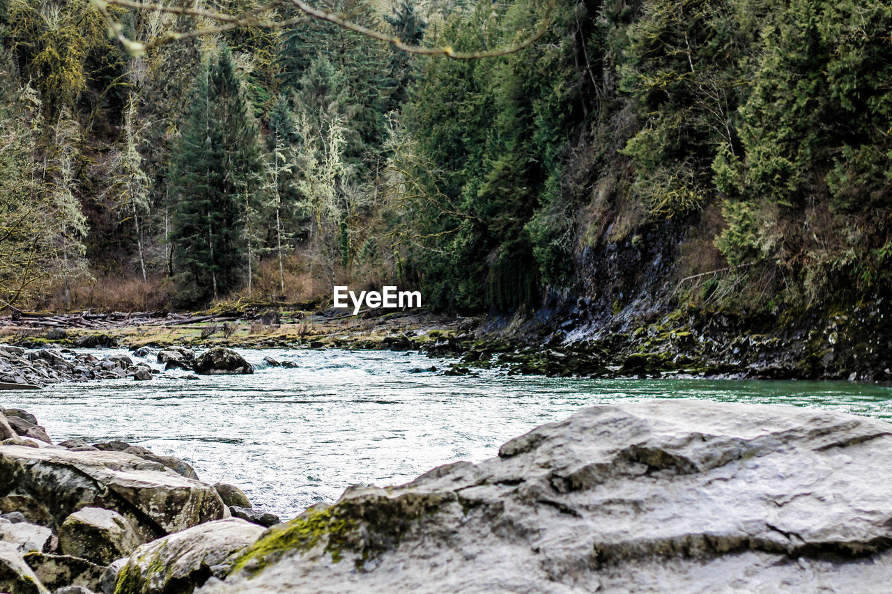 Scenic view of trees by landscape