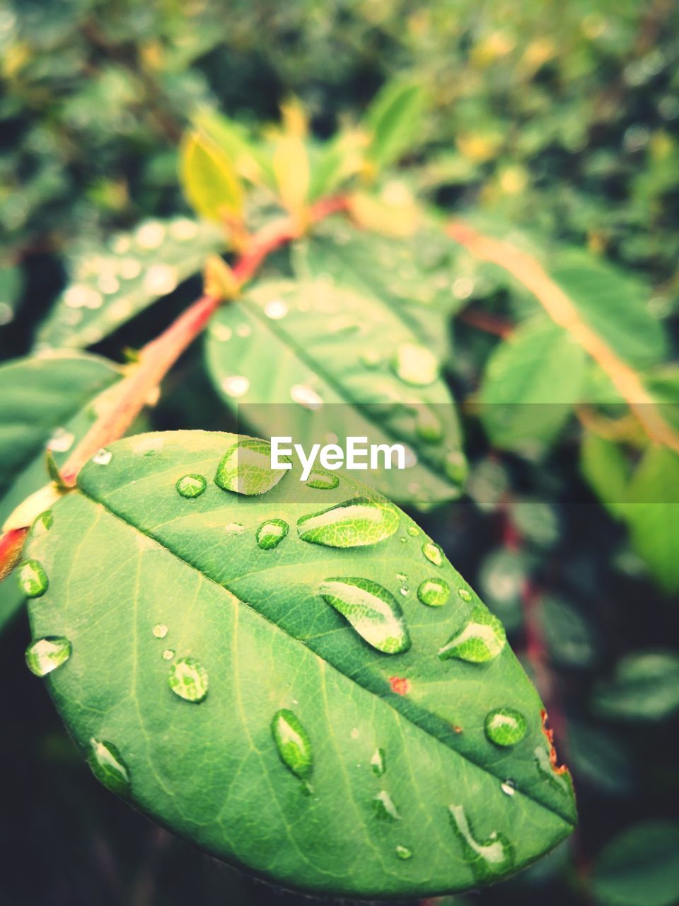 CLOSE-UP OF WATER DROPS ON LEAF