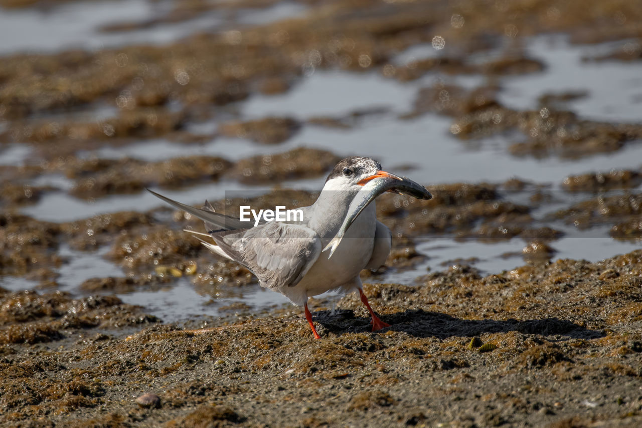 CLOSE-UP OF SEAGULL PERCHING ON A LAND