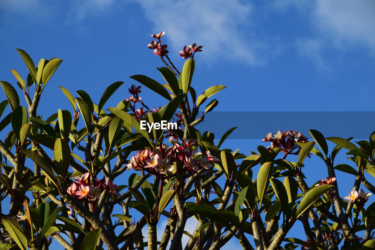 Low angle view of flowering plant against blue sky
