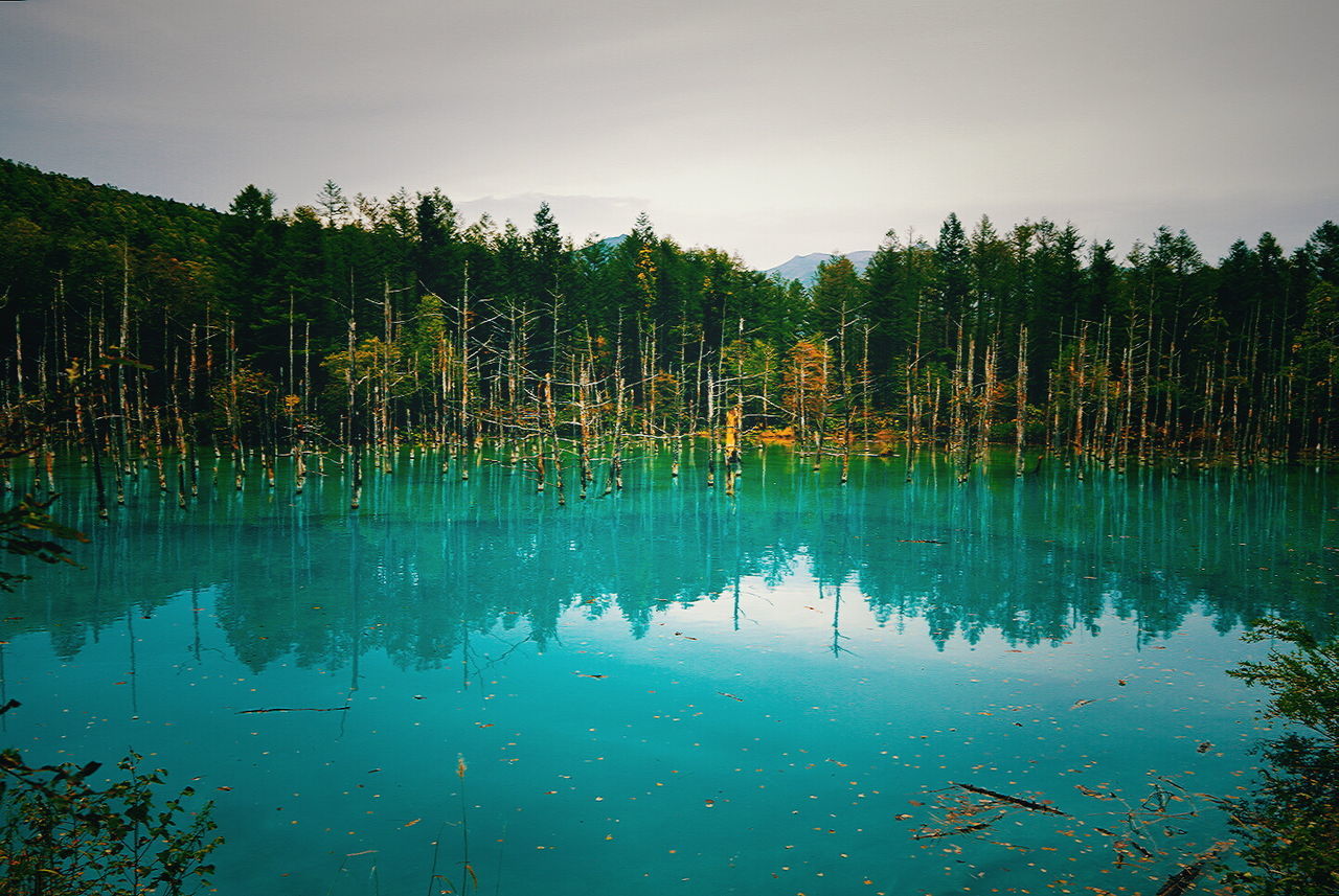 REFLECTION OF PLANTS IN CALM LAKE