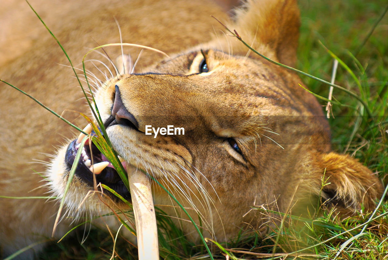 CLOSE-UP OF A CAT IN A MOUTH