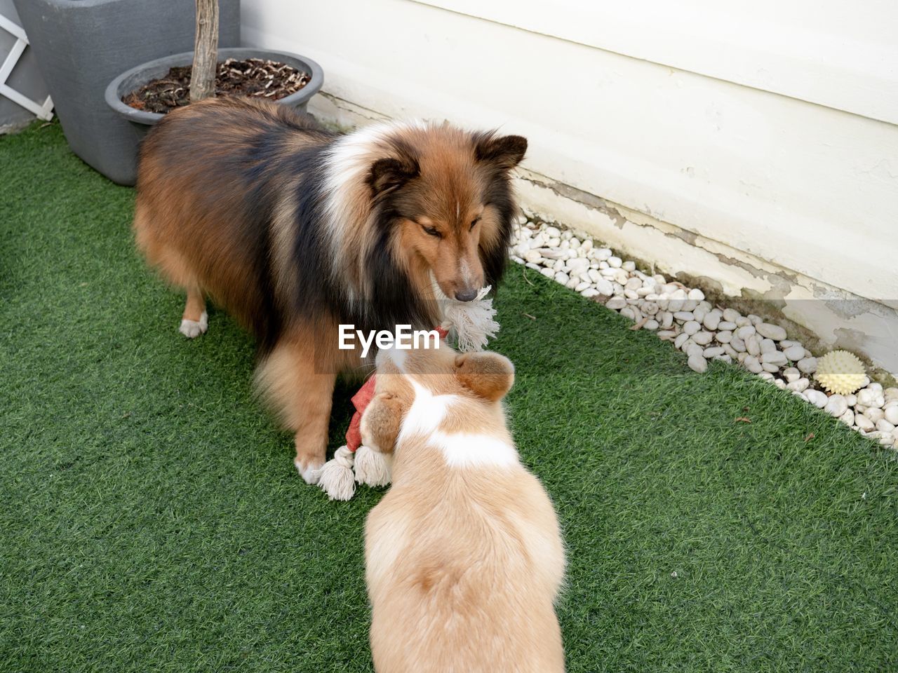 Shetland sheepdog playing with corgi dog puppy in the garden