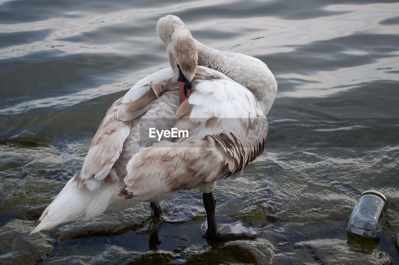 SWAN IN LAKE