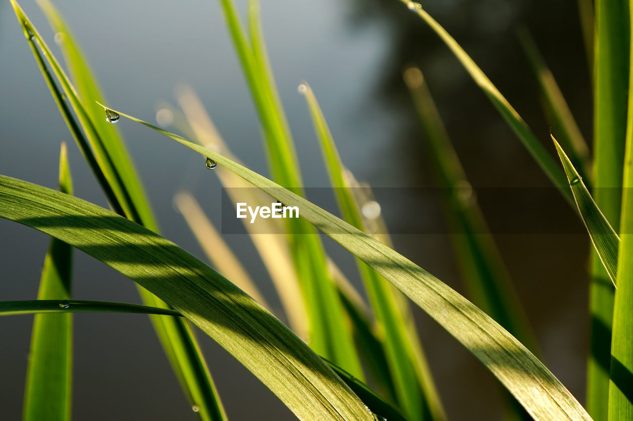 Close-up of dew on grass