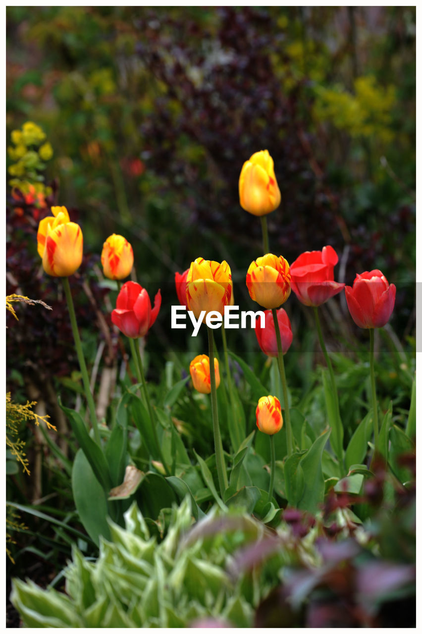 CLOSE-UP OF YELLOW POPPY FLOWERS