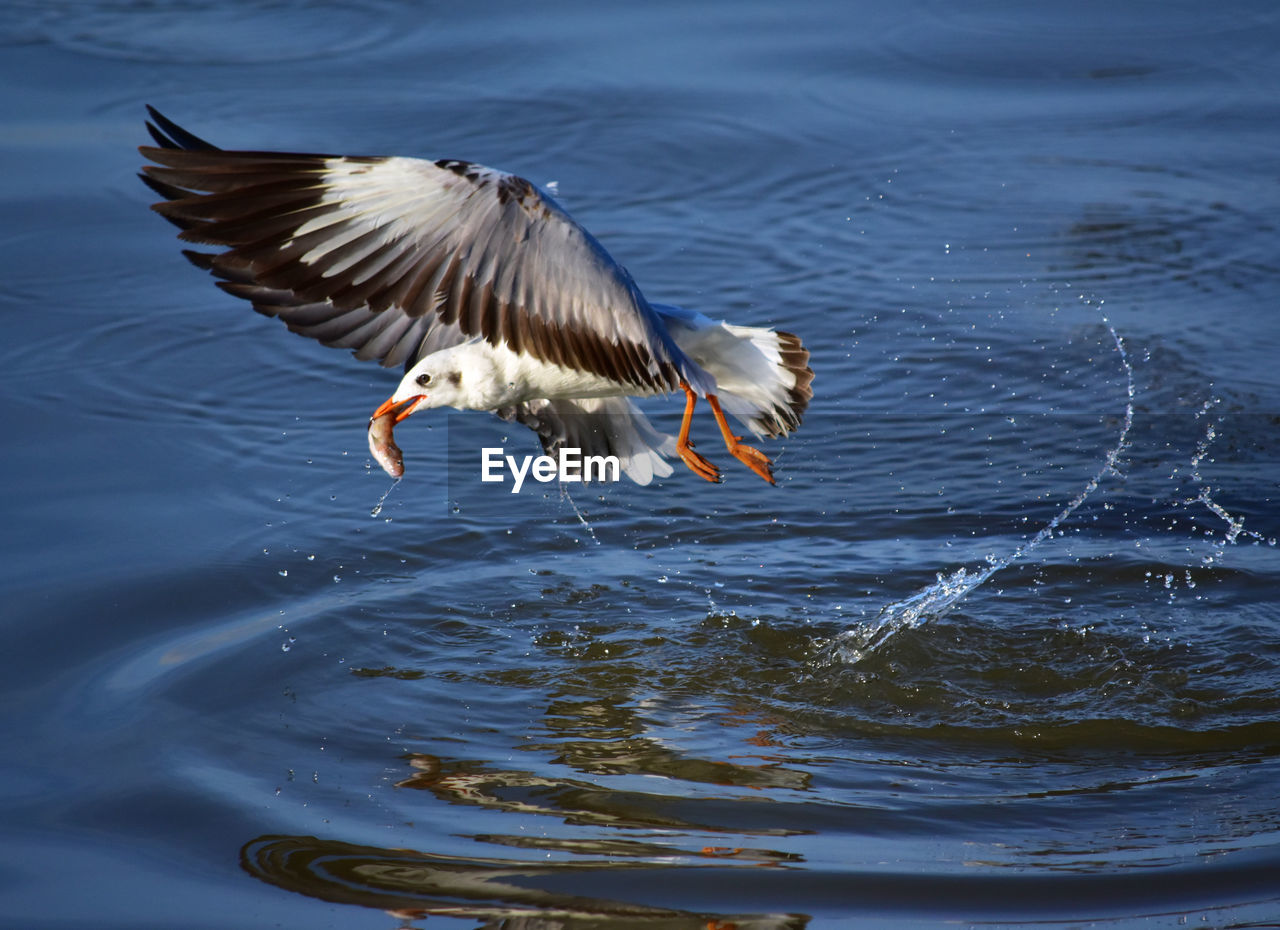 BIRDS FLYING OVER LAKE