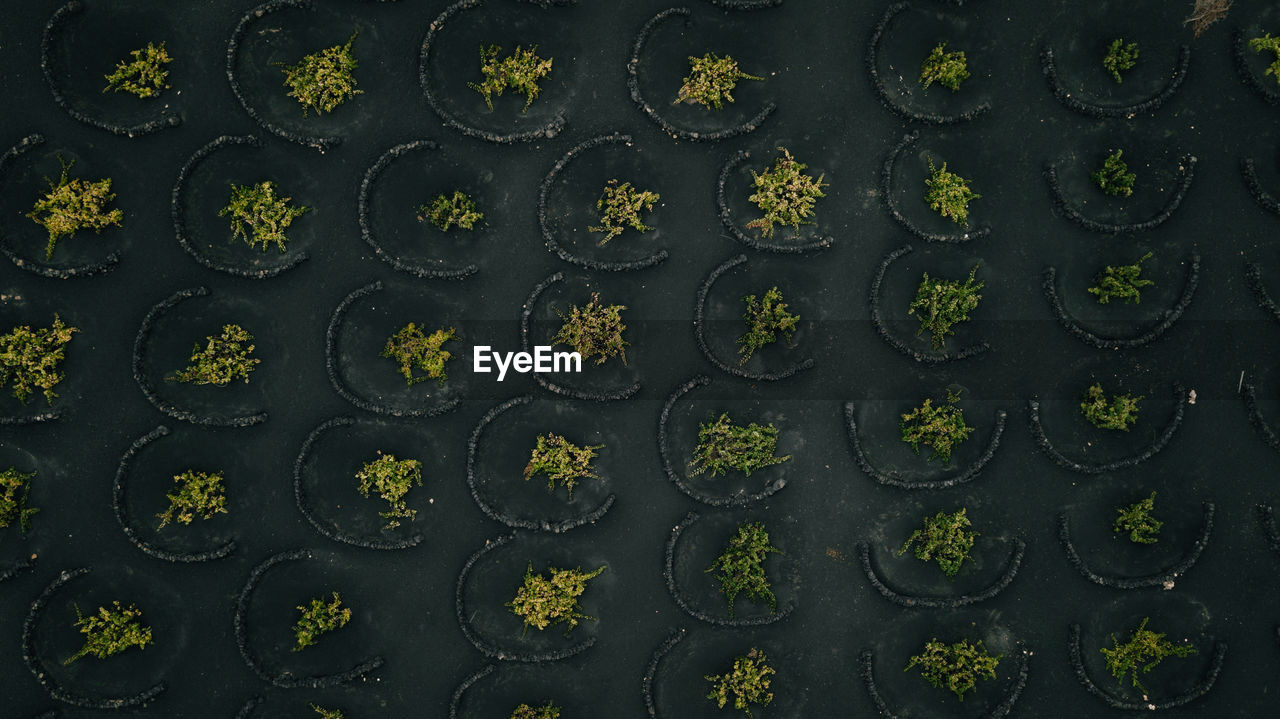 Full frame shot of plants growing outdoors