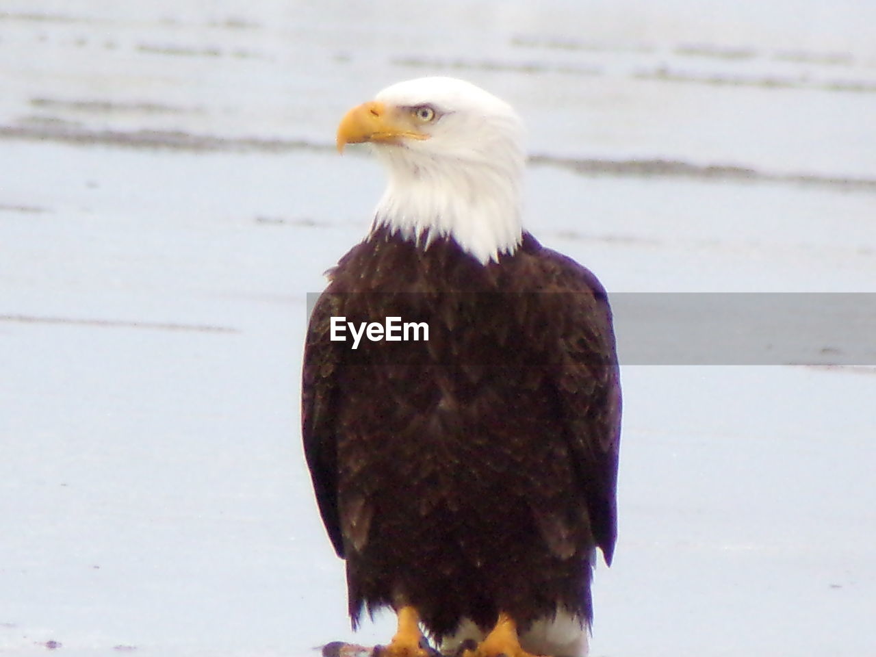 CLOSE-UP OF EAGLE PERCHING ON ROCK