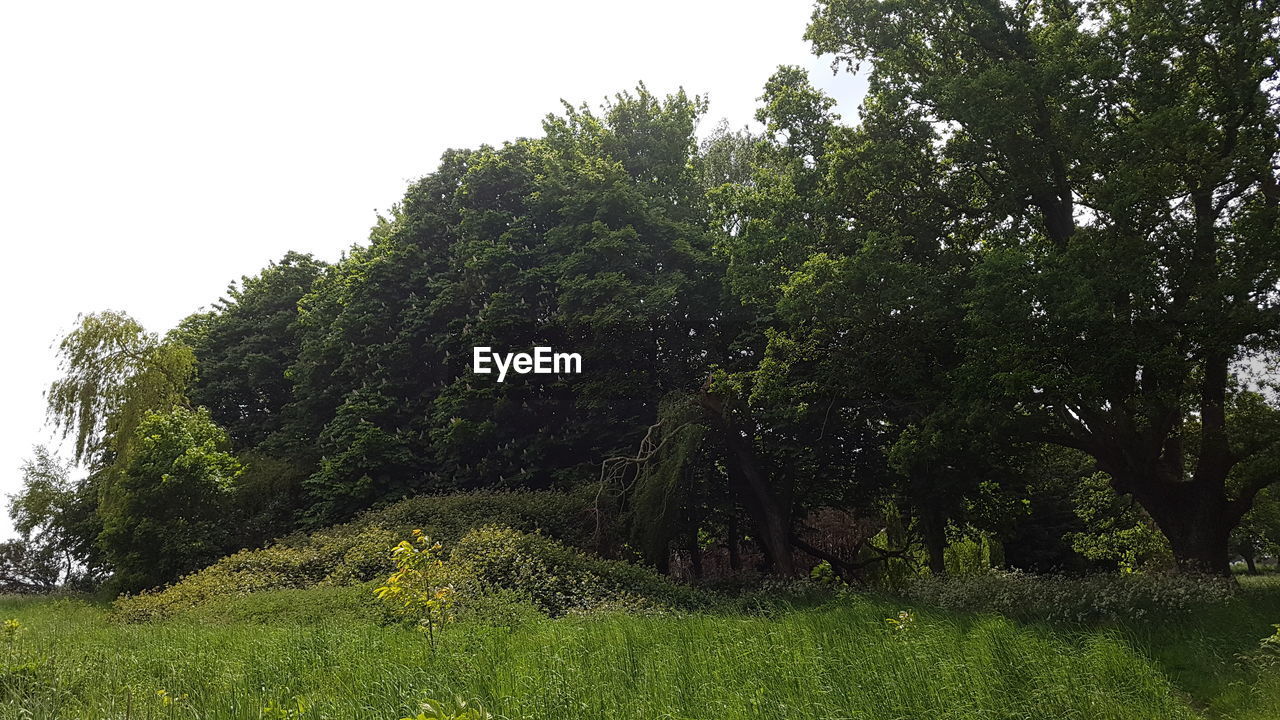 Scenic view of green landscape