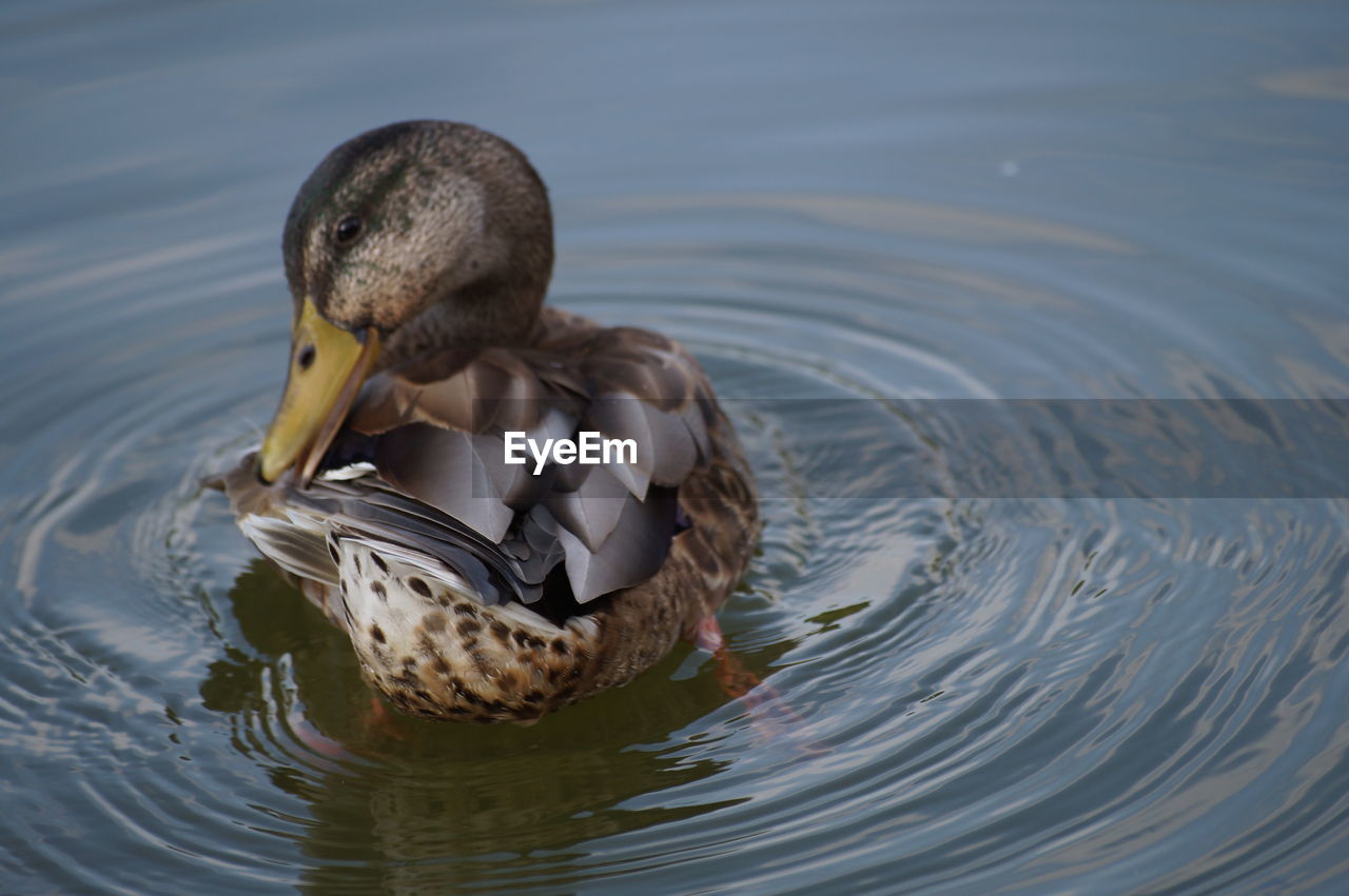 Close-up of preening duck