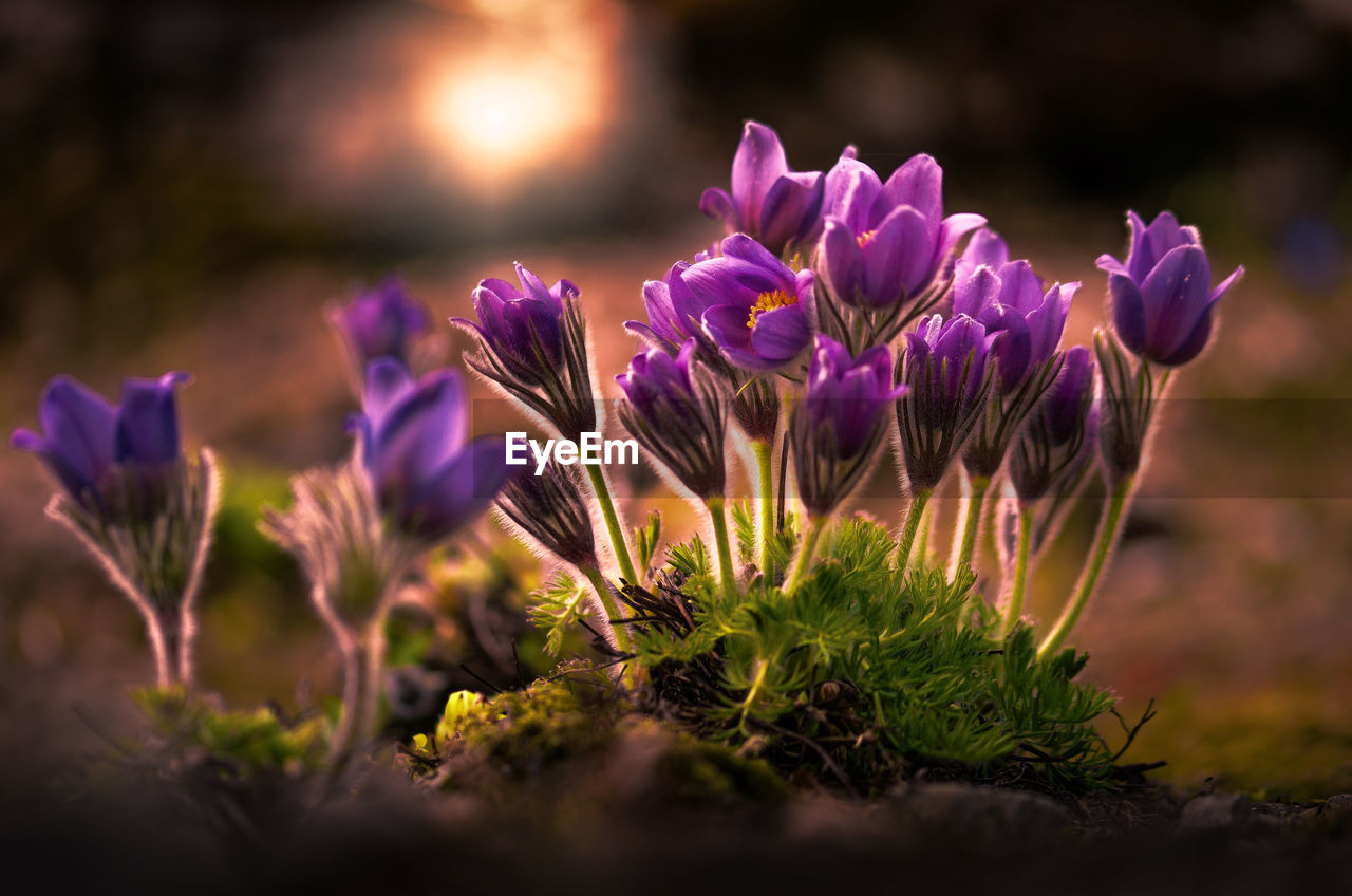 CLOSE-UP OF CROCUS FLOWERS