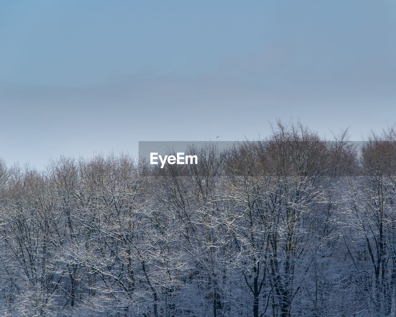 BARE TREES ON SNOWY LAND AGAINST SKY