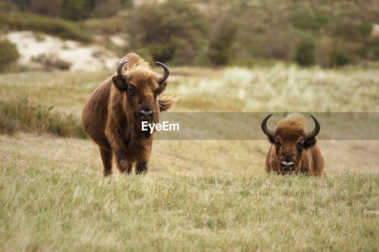 Bison on field