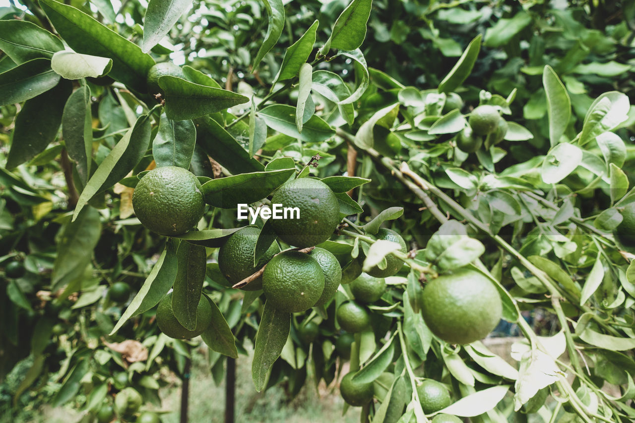 Close-up of fruits growing on tree