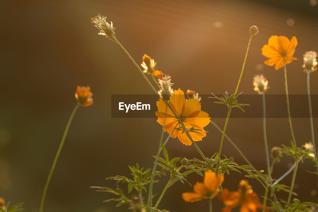 CLOSE-UP OF YELLOW FLOWERS AGAINST PLANTS