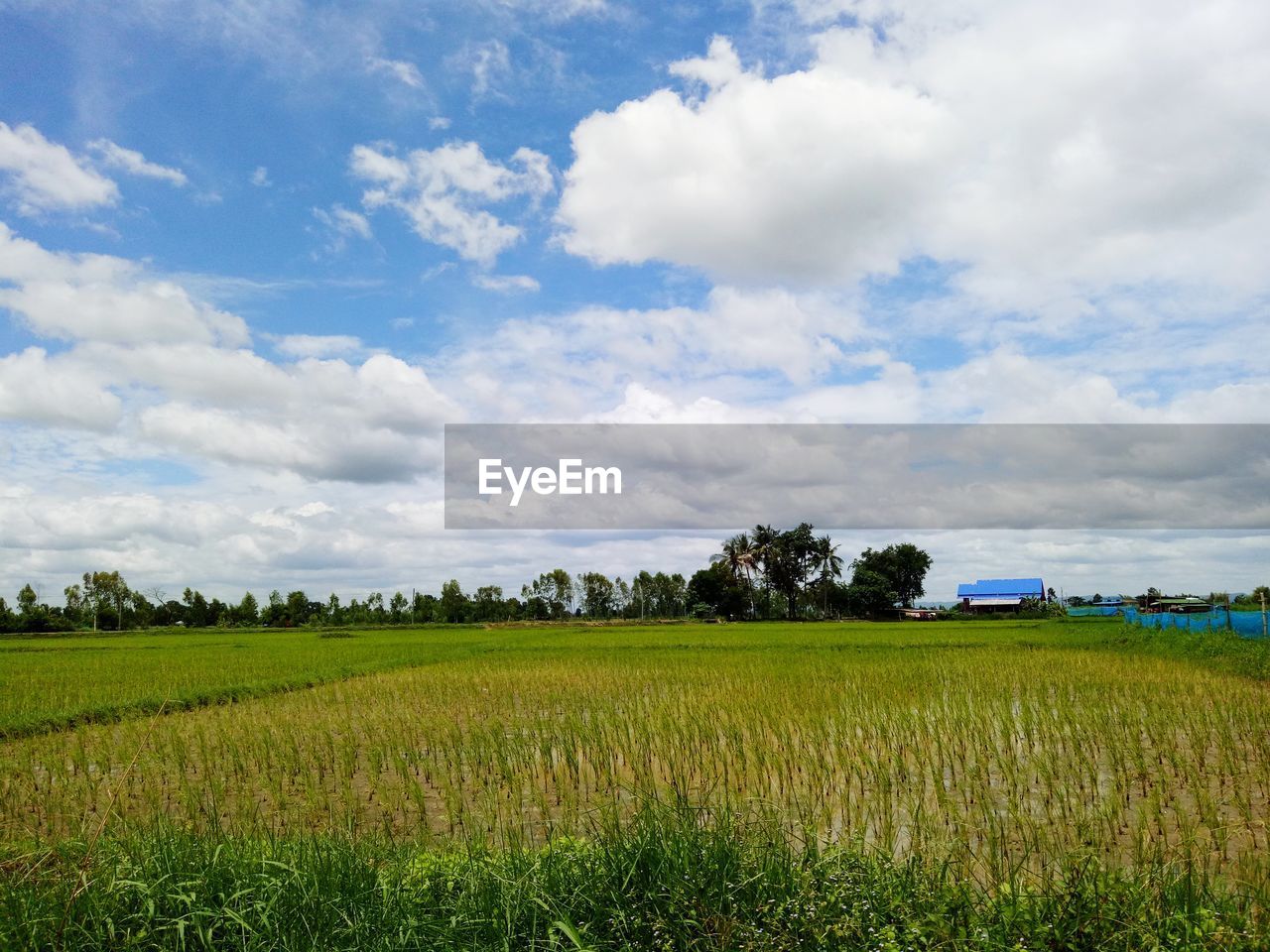 SCENIC VIEW OF FIELD AGAINST CLOUDY SKY