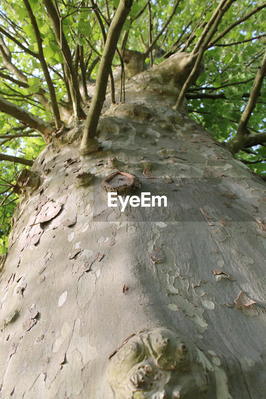 VIEW OF TREES IN FOREST