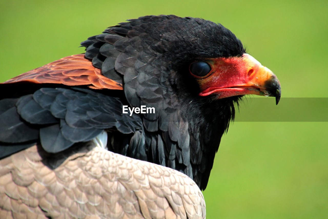 Close-up of bateleur eagle