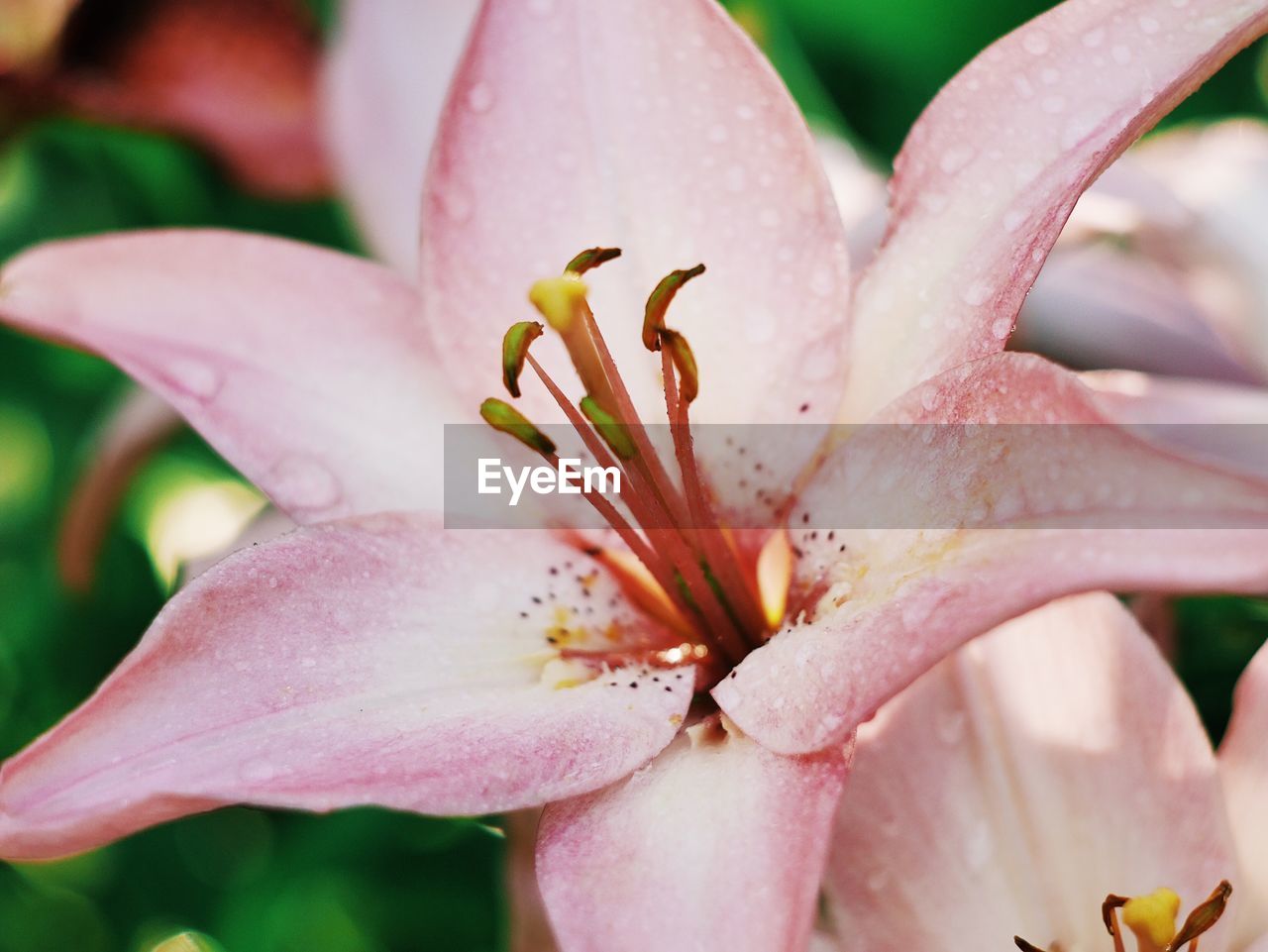 CLOSE-UP OF FRESH DAY LILY BLOOMING OUTDOORS