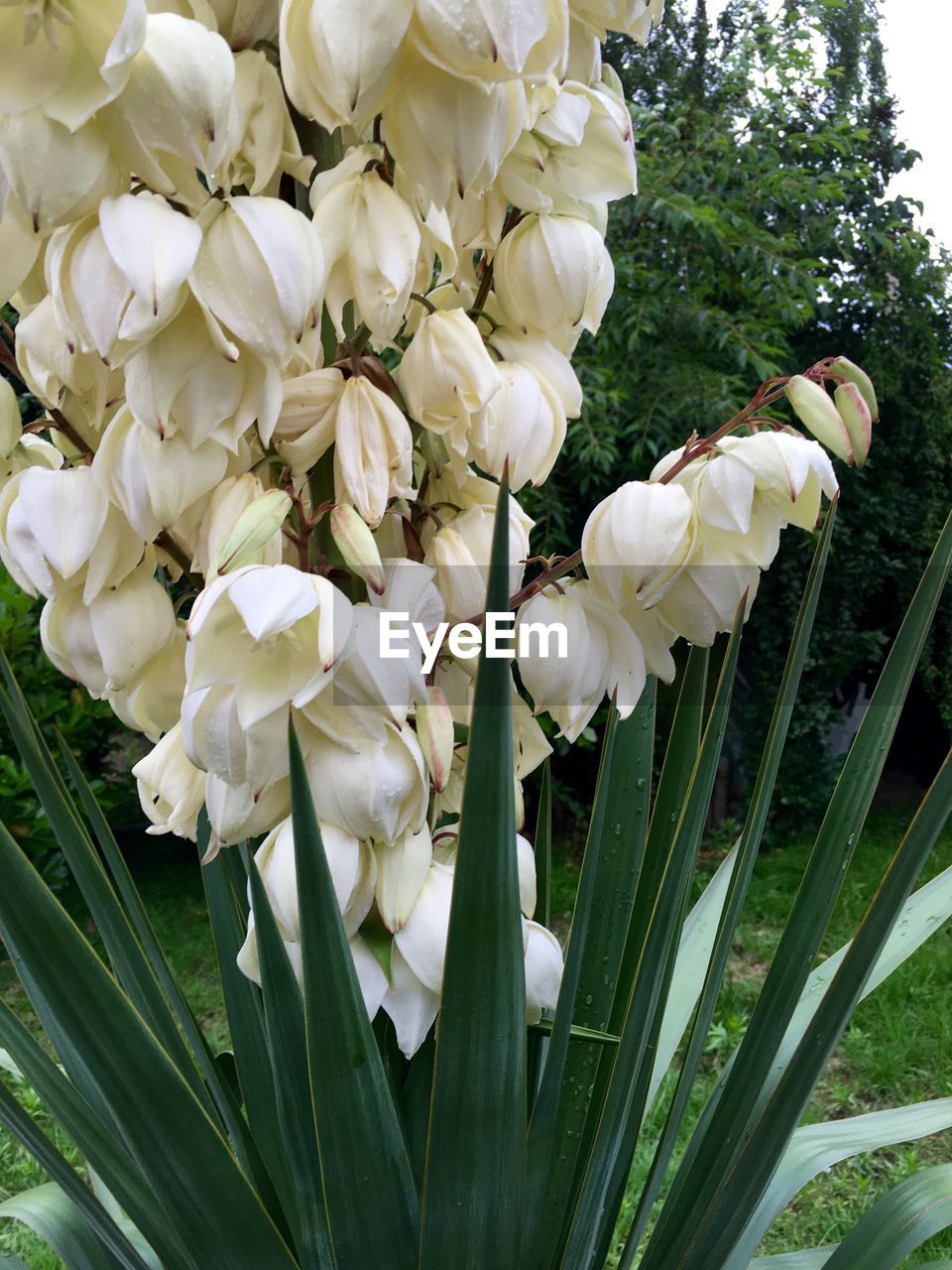 CLOSE-UP OF WHITE FLOWERS