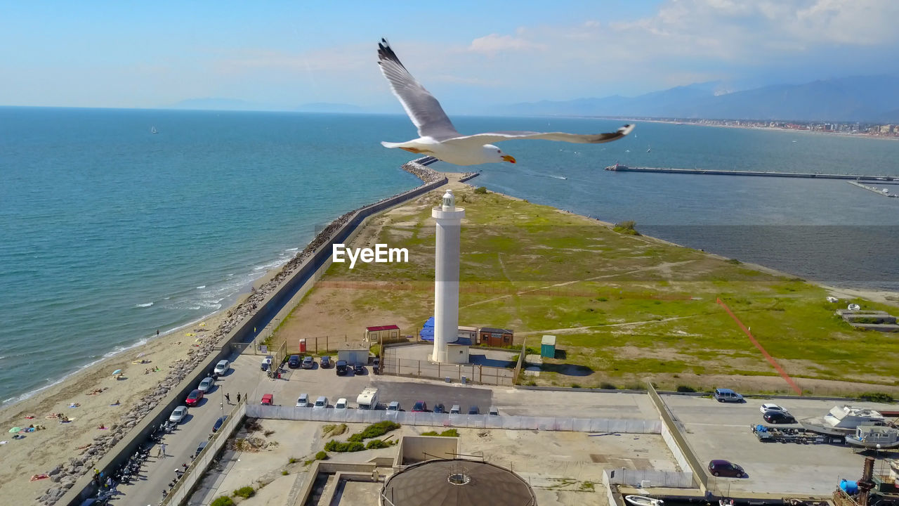 SEAGULL FLYING OVER SEA