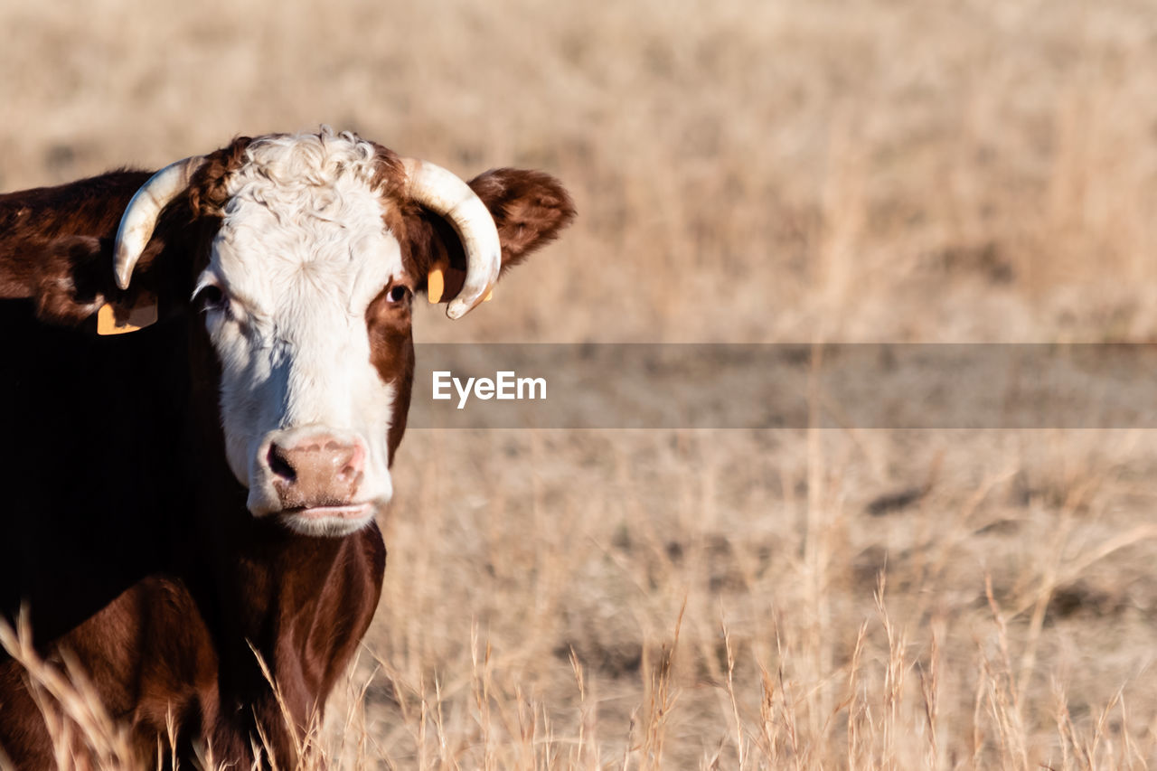 Crossbred beef cow head and neck against a light brown out of focus background.